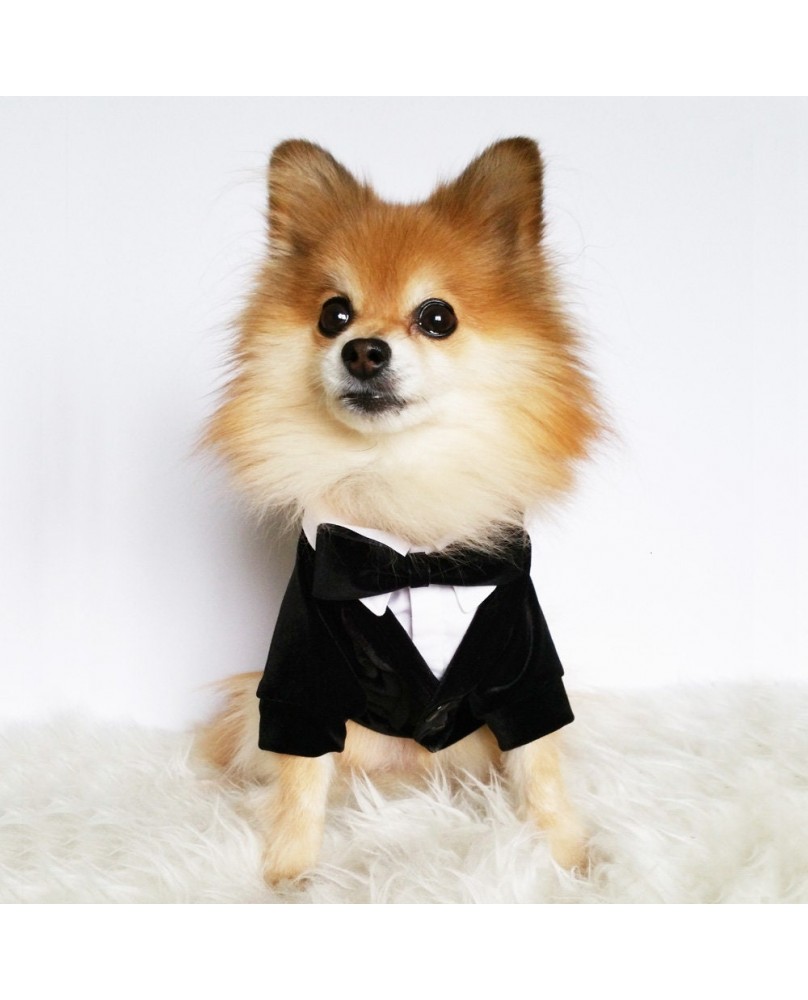 Pet Suit Dress