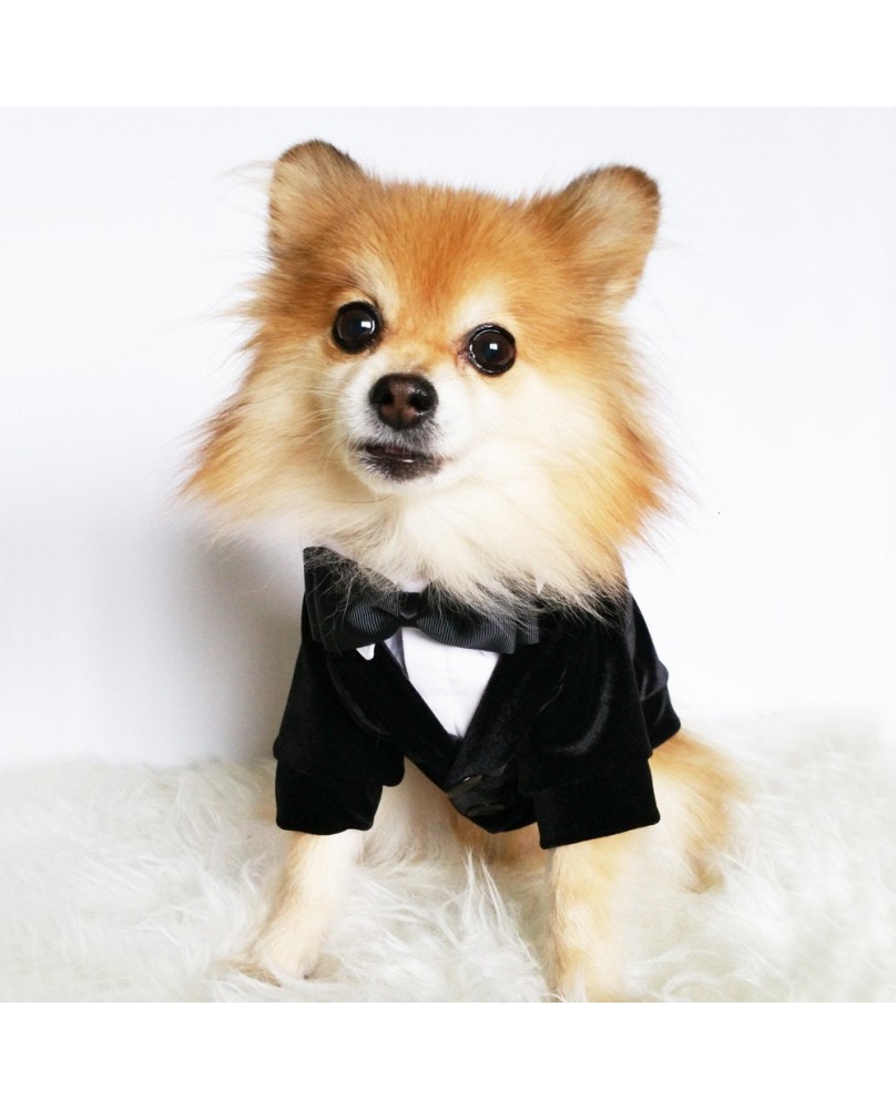 Pet Suit Dress