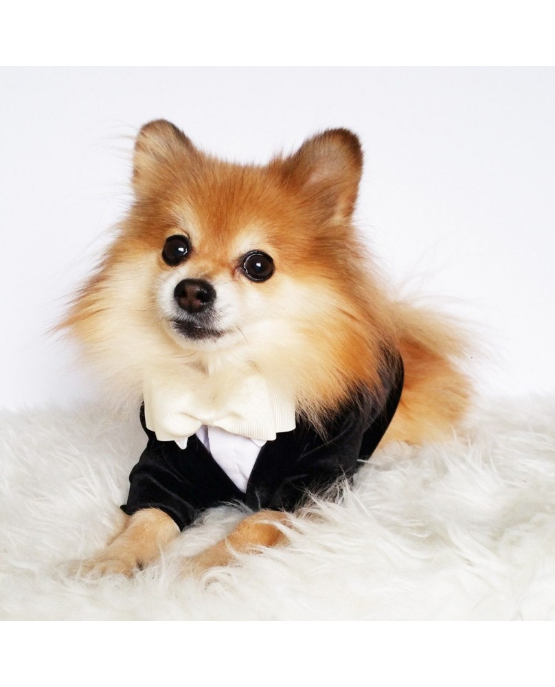 Pet Suit Dress